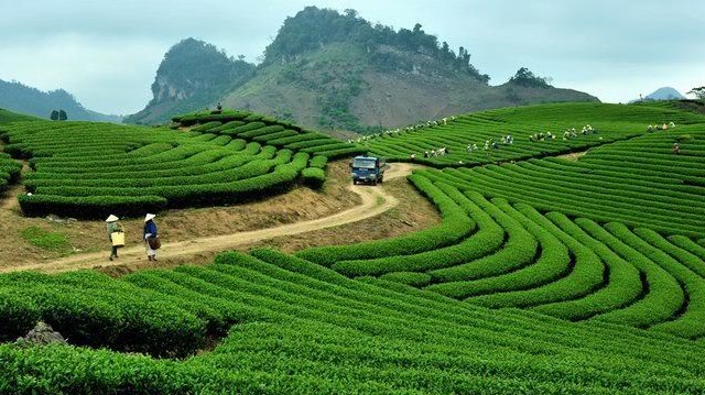 Tea plantation in Moc Chau