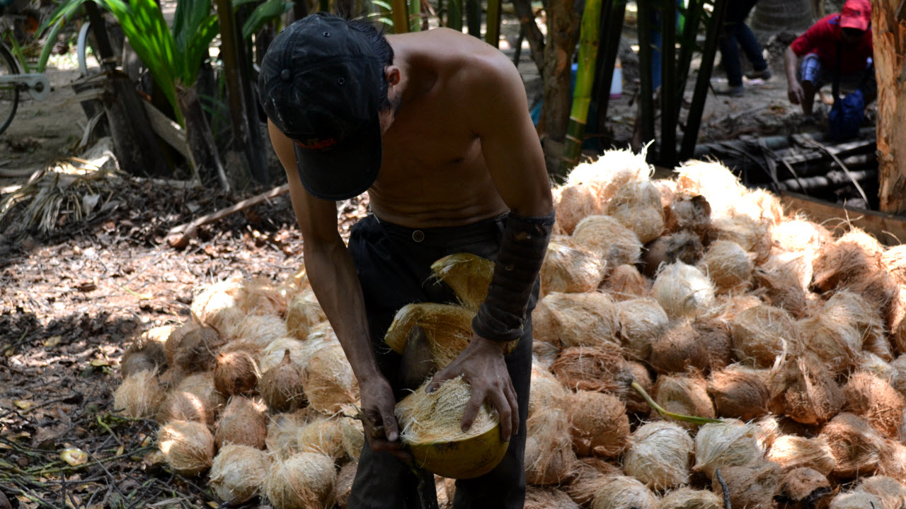 Coconut husk peeling workshop - Mekong delta cycling BenTre